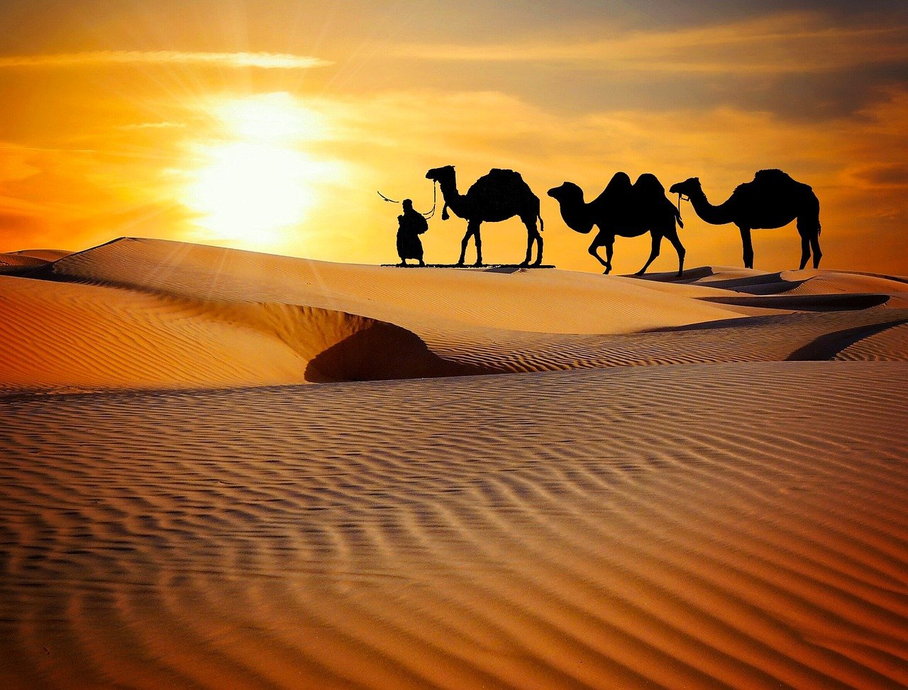 caravan, desert, safari, dune, camels, ride, more, rajasthan, camel, trekking, evening, dusk, sunset, entertainers, music, indian, people, men, adventure, travel, tourism, brown music, nature, brown travel, brown sunset, brown desert