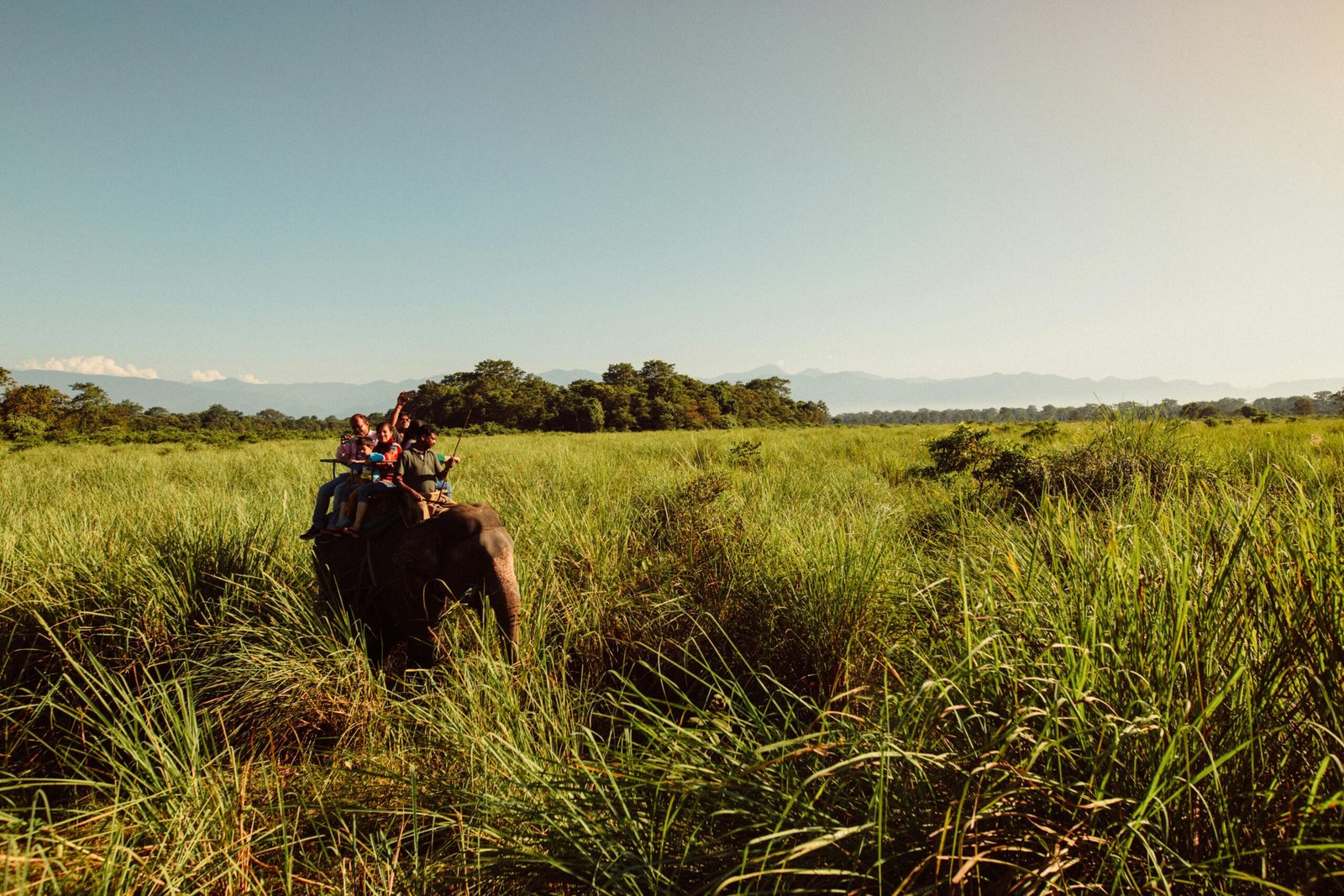 Experience a scenic elephant ride through lush grasslands in India, capturing nature's beauty.