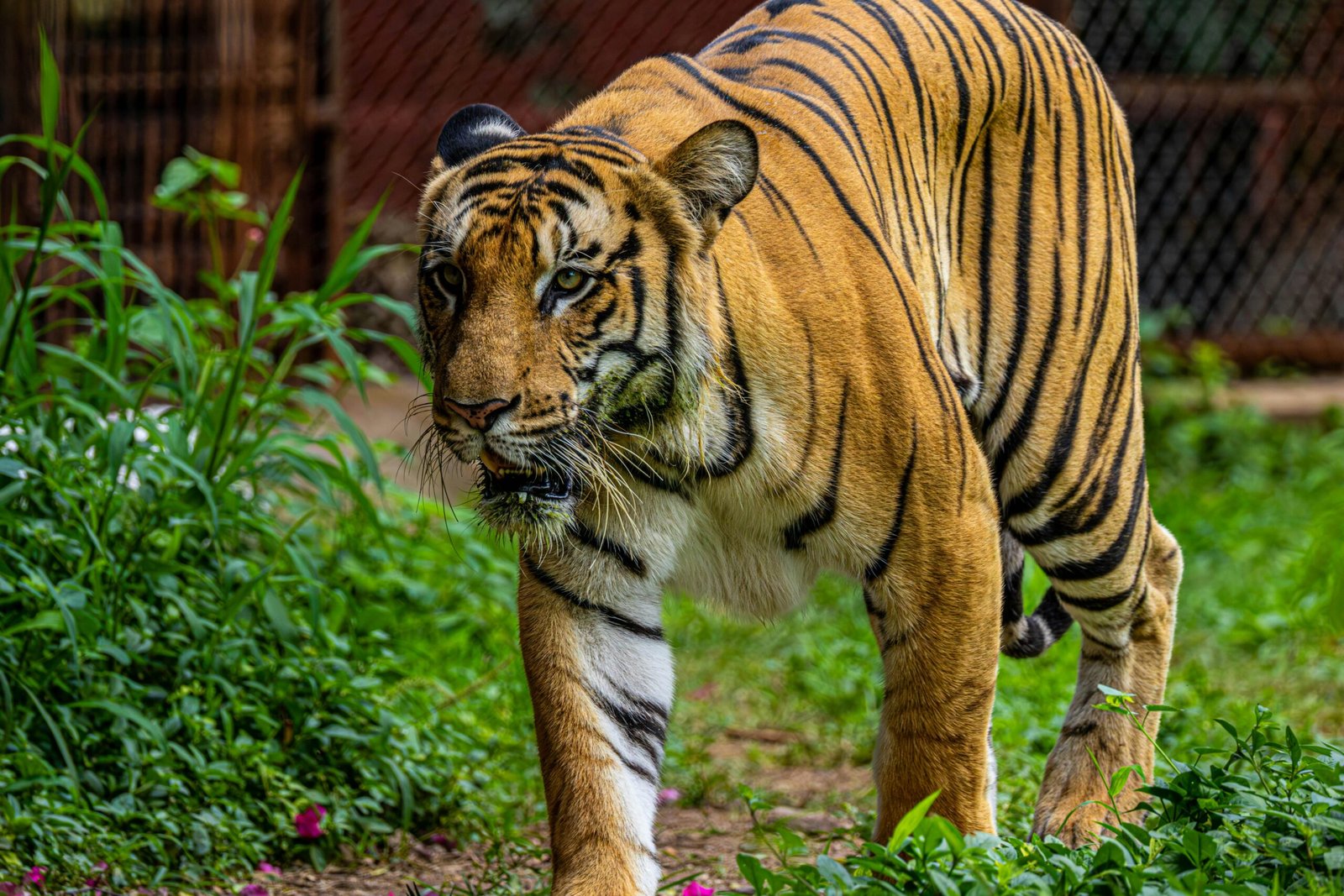Close-up of a Bengal tiger walking through lush greenery in a natural habitat.