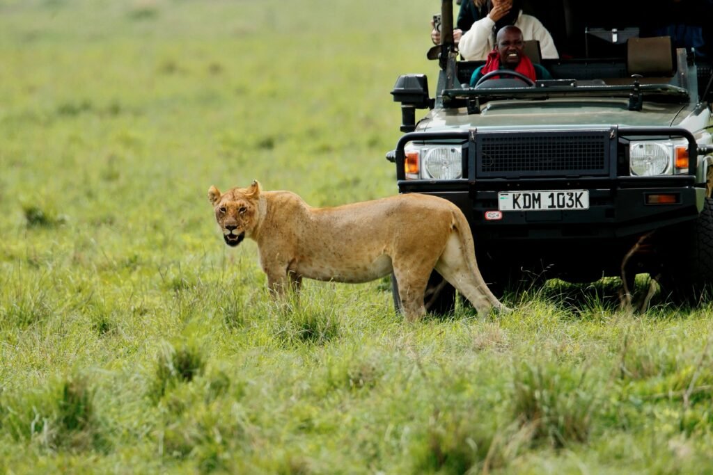 Lioness near a safari vehicle in Maasai Mara, Kenya, showcasing wildlife tourism.